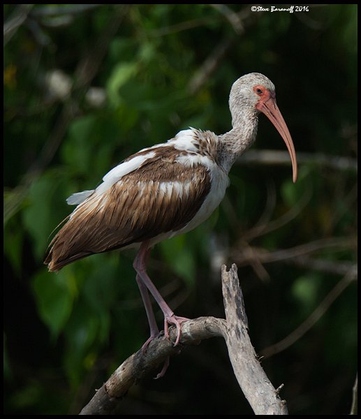 _6SB1624 white ibis juvenile.jpg
